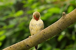 benalmádena的mariposario,benalmádena的,马拉加