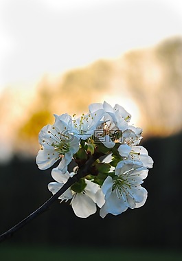 櫻桃,開花,自然