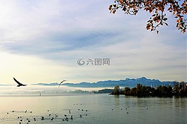 海鷗,水,湖