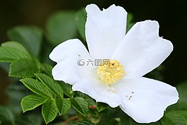 野生玫瑰,開(kāi)花,廠(chǎng)
