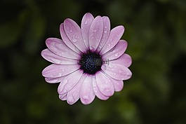 紫色,花卉,夏天