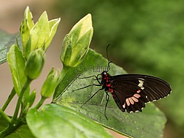 benalmádena的mariposario,benalmádena的,马拉加
