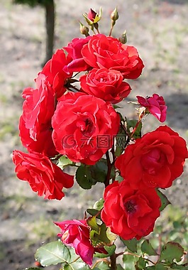薔薇,玫瑰花蕾,玫瑰