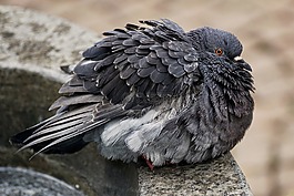 鴿子,鳥(niǎo),動(dòng)物