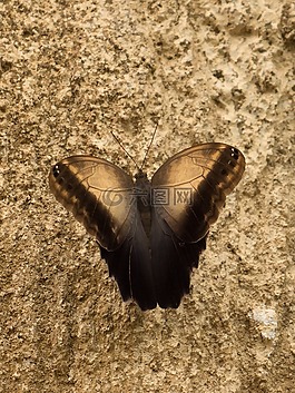 benalmádena的mariposario,benalmádena的,马拉加