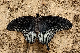 benalmádena的mariposario,benalmádena的,马拉加