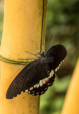 benalmádena的mariposario,benalmádena的,马拉加