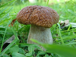 蘑菇,秋季,白蘑菇