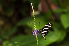 benalmádena的mariposario,benalmádena的,马拉加