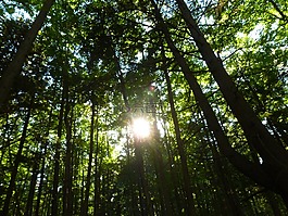森林,陽(yáng)光,自然