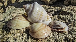 貝殼,海,自然