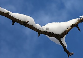 雪,科,冬天