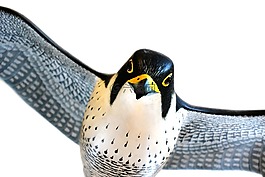 百富勤,獵鷹,鳥
