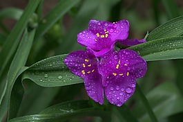 鳶尾花,百合,紫