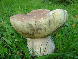蘑菇,秋季,白蘑菇
