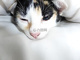 貓,黑色,白