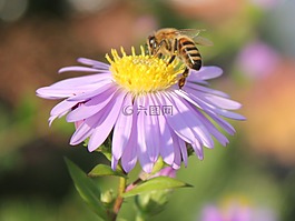 蜜蜂,花,開花