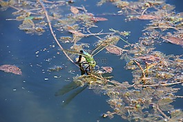 蜻蜓,水,昆虫