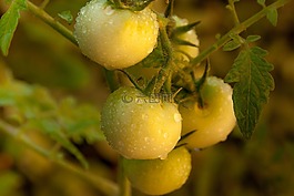 西紅柿,露水,菜園