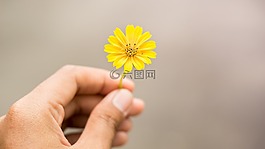黃色的花,鮮花,手持花