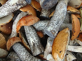 白楊,蘑菇,秋季