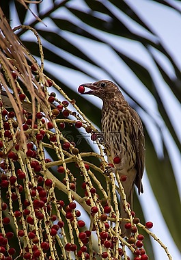 figbird,鸟,sphecotheres vieilloti