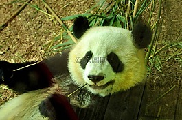 熊貓,熊,動(dòng)物園