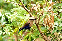 鳴鳥,唱歌的鳥,鳥