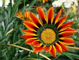 花卉,橙色,夏季