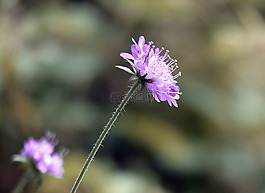 花,開花,性質