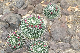 mammalaria,仙人掌,沙漠植物