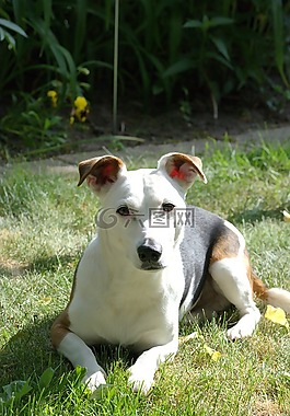 狗,杰克羅素,小獵犬