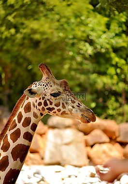 長頸鹿,野生動物,動物