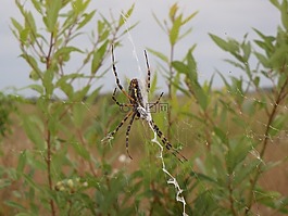 條帶狀花園蜘蛛,女性,web