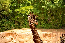 長頸鹿,野生動物,動物