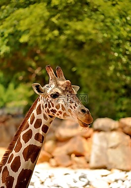 長頸鹿,野生動物,動物