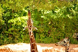 長頸鹿,野生動物,動物
