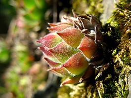 花園,sukulent,春天
