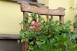 花卉,椅子,風光