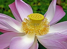 蓮花,粉紅色,盛開