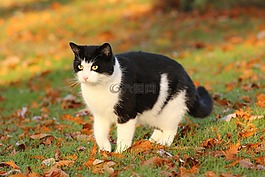 貓,動物,可愛