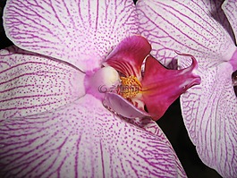 花卉,宏,花瓣