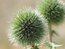 花,綠色,自然