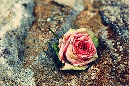 玫瑰,玫瑰花,開花