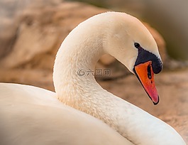 天鵝,鳥(niǎo),動(dòng)物