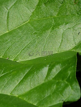 宏,綠色,葉