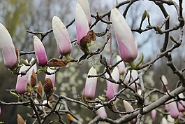 白,花卉,樹