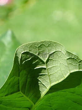 宏,綠色,植物