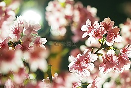 春天,櫻花,夜晚
