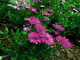 盛開,開花,植物區(qū)系